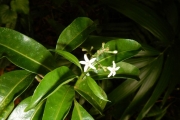 <strong>Psychotria nacdado - Birnbaum Philippe - 1430</strong><br />© Gâteblé Gildas